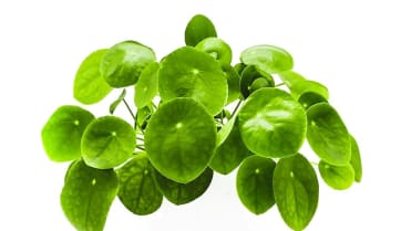 Nejlepší důvody, proč mít doma rostliny: nenápadná pilea funguje skvěle jako pračka vzduchu Nejlepší důvody, proč mít doma rostliny: nenápadná pilea funguje skvěle jako pračka vzduchu