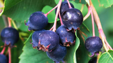 Muchovník (Amelanchier alnifolia) Muchovník (Amelanchier alnifolia)