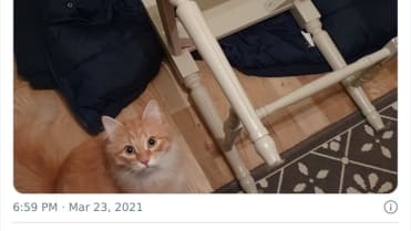 Zvířecí zločiny 8 Zvířecí zločiny 8