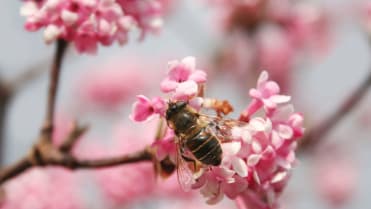 Kalina růžová neboli bodnantská (Viburnum bodnantense) Kalina růžová neboli bodnantská (Viburnum bodnantense)
