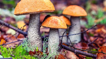 10 nejznámějších hub našich lesů: křemenáč osikový (Leccinum aurantiacum) je nejběžnější druh křemenáče u nás 10 nejznámějších hub našich lesů: křemenáč osikový (Leccinum aurantiacum) je nejběžnější druh křemenáče u nás