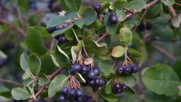 Černý jeřáb, temnoplodec (Aronia melanocarpa) Černý jeřáb, temnoplodec (Aronia melanocarpa)