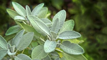 Objevte svůj zahradnický talent podle dne narození: kdo se narodil ve čtvrtek, ten si zahradničení moc neužívá, na milost bere aromatické byliny jako je šalvěj Objevte svůj zahradnický talent podle dne narození: kdo se narodil ve čtvrtek, ten si zahradničení moc neužívá, na milost bere aromatické byliny jako je šalvěj