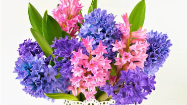 Darujte květiny podle znamení horoskopu: voňavé hyacinty jsou trefou do černého pro ženy narozené ve znamení Střelce. Darujte květiny podle znamení horoskopu: voňavé hyacinty jsou trefou do černého pro ženy narozené ve znamení Střelce.