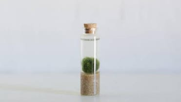 Můžete udělat i miniaturu, řasokoule moc neroste Můžete udělat i miniaturu, řasokoule moc neroste