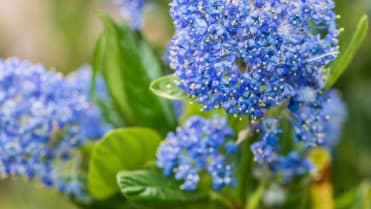Latnatec, zpododěr (Ceanothus) Latnatec, zpododěr (Ceanothus)
