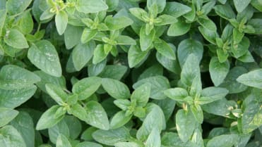 Jak se zbavit pálení žáhy: dobromysl neboli oregano podporuje správné fungování žaludku, žlučníku a jater. Jak se zbavit pálení žáhy: dobromysl neboli oregano podporuje správné fungování žaludku, žlučníku a jater.