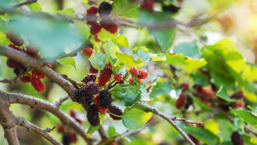 Moruše černá (Morus nigra) Moruše černá (Morus nigra)