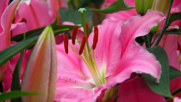 Lilie v zahradě: orientální hybridy lilií vykvétají v druhé půli července až počátkem srpna; kultivar Pink Expression Lilie v zahradě: orientální hybridy lilií vykvétají v druhé půli července až počátkem srpna; kultivar Pink Expression