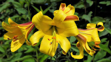 Lilie v zahradě: na přelomu června a července rozkvétají trubkovité (trumpetové) hybridy lilií; kultivar Golden Splendour Lilie v zahradě: na přelomu června a července rozkvétají trubkovité (trumpetové) hybridy lilií; kultivar Golden Splendour