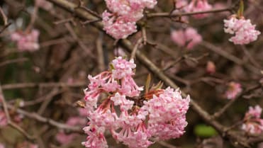 Kalina růžová neboli bodnantská (Viburnum bodnantense) Kalina růžová neboli bodnantská (Viburnum bodnantense)