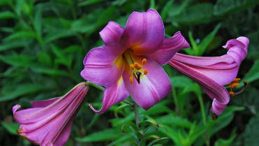 Lilie v zahradě: na přelomu června a července rozkvétají trubkovité (trumpetové) hybridy lilií; kultivar Pink Perfection Lilie v zahradě: na přelomu června a července rozkvétají trubkovité (trumpetové) hybridy lilií; kultivar Pink Perfection