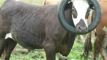 Krávy, které neměly svůj den 4 Krávy, které neměly svůj den 4