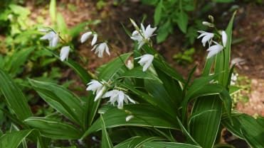 Orchidej vzpřímená (Bletilla Striata) Orchidej vzpřímená (Bletilla Striata)