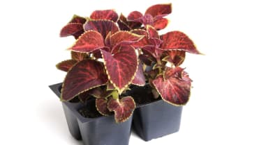 Africká kopřiva (Coleus x blumei) Africká kopřiva (Coleus x blumei)