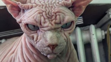 Objevil internet nejošklivější kočku na světě? 2 Objevil internet nejošklivější kočku na světě? 2