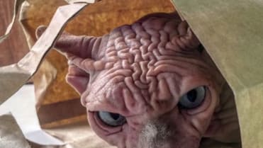 Objevil internet nejošklivější kočku na světě? 3 Objevil internet nejošklivější kočku na světě? 3