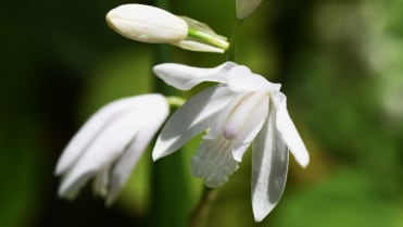 Orchidej vzpřímená (Bletilla Striata) Orchidej vzpřímená (Bletilla Striata)