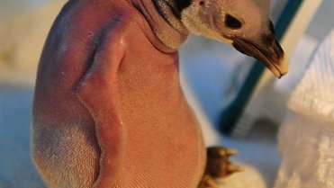 Díky péči chovatelů čínské ZOO v podobě vitamínů a řádné stravy, se tento malý tučňák dočkal krásné srsti Díky péči chovatelů čínské ZOO v podobě vitamínů a řádné stravy, se tento malý tučňák dočkal krásné srsti
