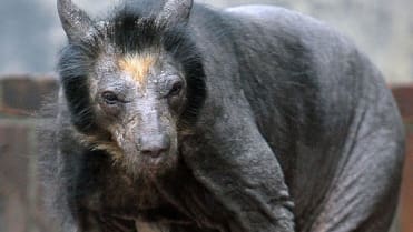 Medvědice bez srsti vypadá rozhodně děsivě. Trpí genetickou poruchou a žije v ZOO Leipzig Medvědice bez srsti vypadá rozhodně děsivě. Trpí genetickou poruchou a žije v ZOO Leipzig