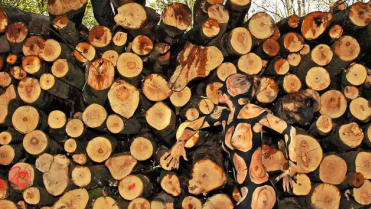Nature art - Obrázek 1 Nature art - Obrázek 1