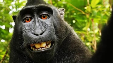 Zvířecí selfíčka... Jsou hitem internetu - Obrázek 21 Zvířecí selfíčka... Jsou hitem internetu - Obrázek 21
