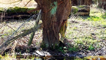 Nature art - Obrázek 4 Nature art - Obrázek 4