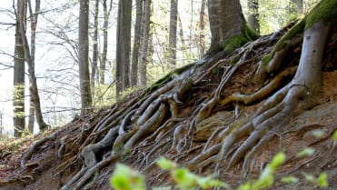 Nature art - Obrázek 5 Nature art - Obrázek 5