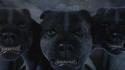 "Cerberus" - Na trojhlavého psa z prvního filmu Harry Potter a Kámen mudrců si jistě vzpomínáte, Hagrid ho tehdy pořídil od nějakého Řeka. Což je příhodné, protože podle řecké mytologie právě takový tříhlavý pes střeží bránu do Podsvětí. "Cerberus" - Na trojhlavého psa z prvního filmu Harry Potter a Kámen mudrců si jistě vzpomínáte, Hagrid ho tehdy pořídil od nějakého Řeka. Což je příhodné, protože podle řecké mytologie právě takový tříhlavý pes střeží bránu do Podsvětí.