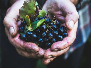 Zázračné bobule: Ochutnejte arónii, královnu antioxidantů Zázračné bobule: Ochutnejte arónii, královnu antioxidantů