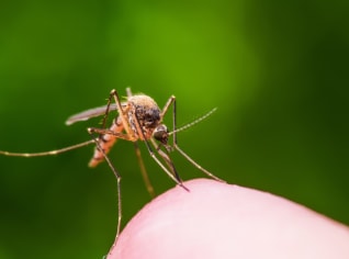 Bylinkářka radí: Co odpudí komáry nebo vosy a čím ošetřit štípance a bodnutí? Bylinkářka radí: Co odpudí komáry nebo vosy a čím ošetřit štípance a bodnutí?
