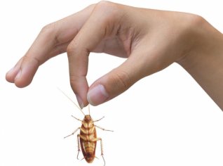 Zbavte se domácích škůdců jednou pro vždy Zbavte se domácích škůdců jednou pro vždy