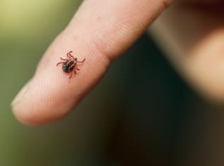Klíště nevyhazujte, může se vám hodit! Co ještě musíte o malých upírech vědět? Klíště nevyhazujte, může se vám hodit! Co ještě musíte o malých upírech vědět?