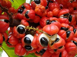 Brazilská guarana: 7 důvodů, proč ji vyzkoušet Brazilská guarana: 7 důvodů, proč ji vyzkoušet