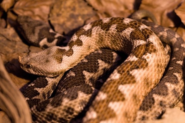 Nejjedovatější had Evropy – zmije růžkatá Nejjedovatější had Evropy – zmije růžkatá