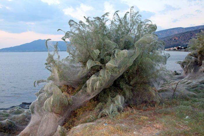 Pavučina na řecké pláži 4 Pavučina na řecké pláži 4