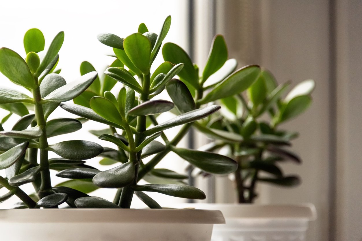 Tlustice (Crassula ovata) Tlustice (Crassula ovata)