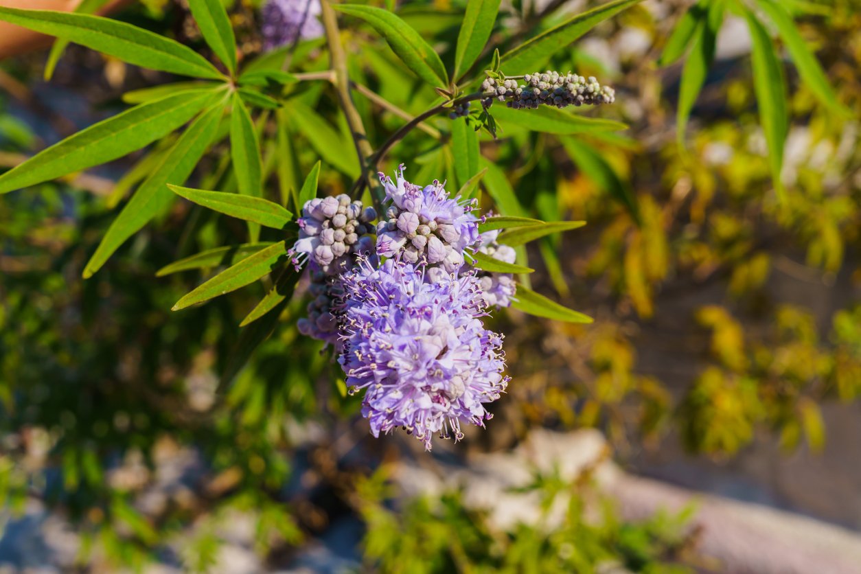 Latnatec, zpododěr (Ceanothus) Latnatec, zpododěr (Ceanothus)