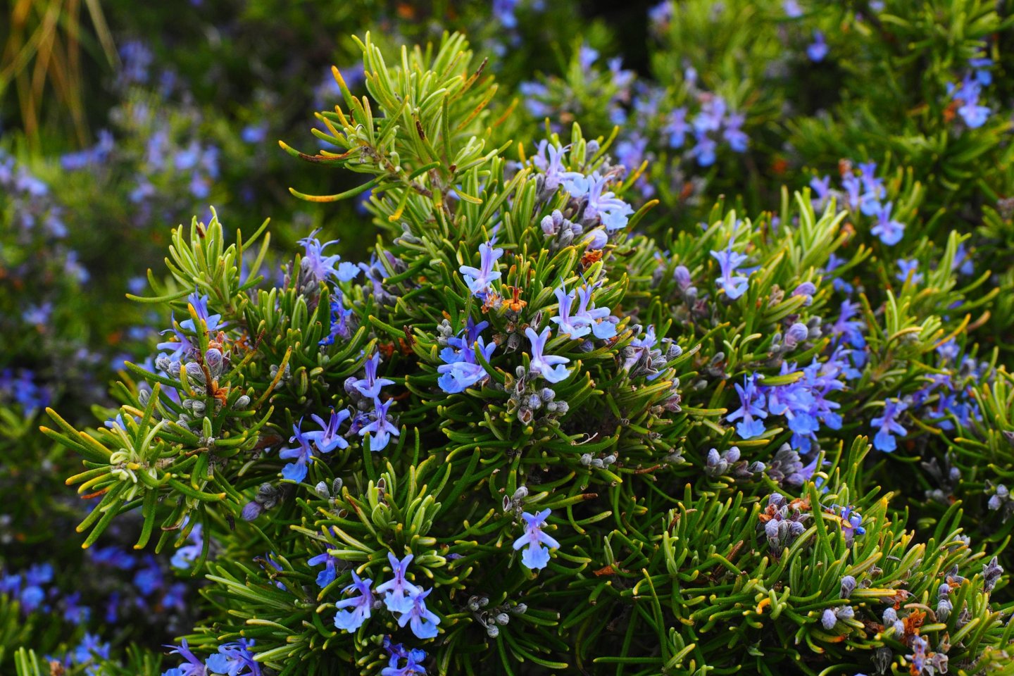 10 bylin proti podzimní depresi, únavě a stresu: rozmarýn lékařský (Rosmarinus officinalis) obsahuje éterické oleje, které uklidňují a zlepšují náladu 10 bylin proti podzimní depresi, únavě a stresu: rozmarýn lékařský (Rosmarinus officinalis) obsahuje éterické oleje, které uklidňují a zlepšují náladu
