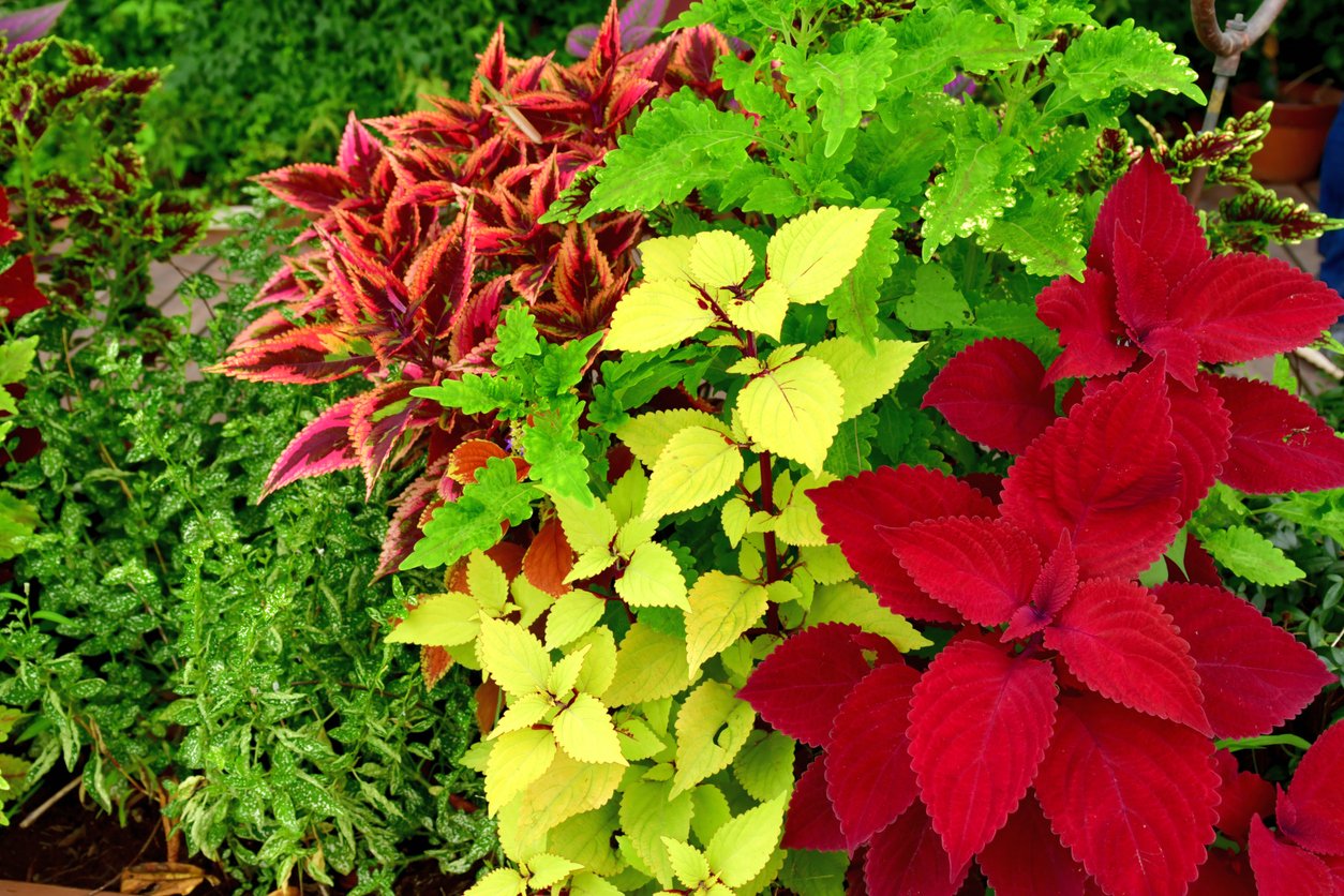 Africká kopřiva (Coleus x blumei) Africká kopřiva (Coleus x blumei)