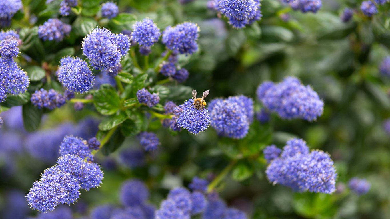 Latnatec, zpododěr (Ceanothus) Latnatec, zpododěr (Ceanothus)