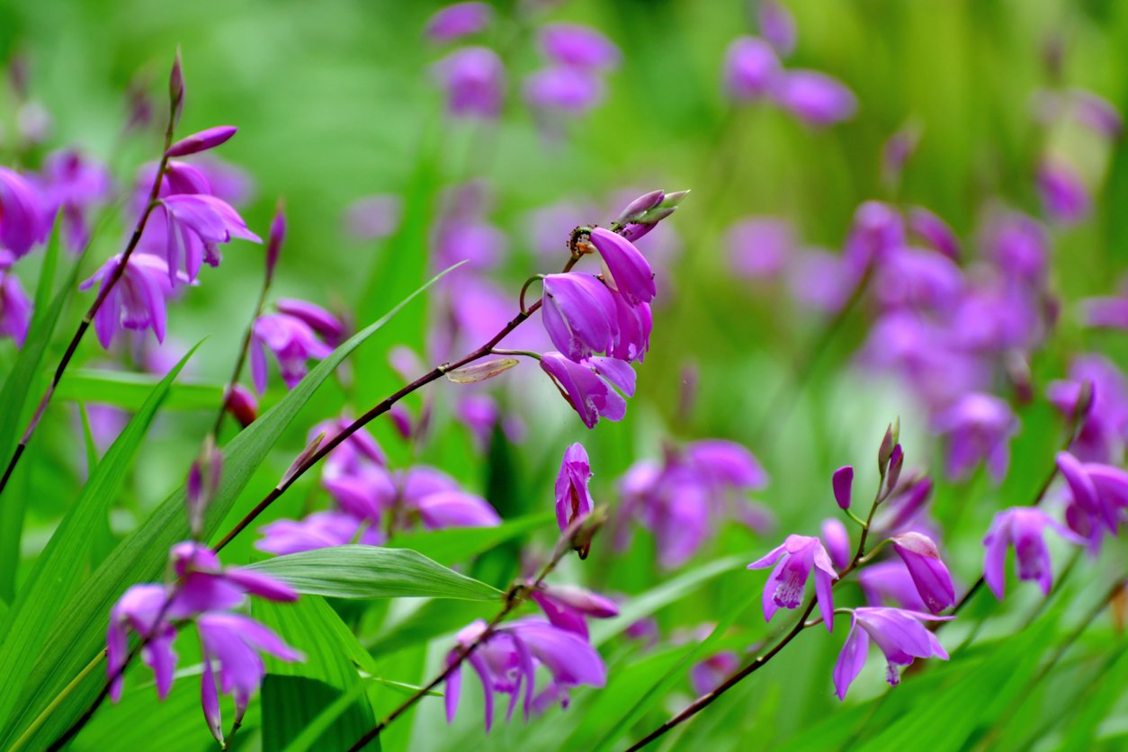 Orchidej vzpřímená (Bletilla Striata) Orchidej vzpřímená (Bletilla Striata)