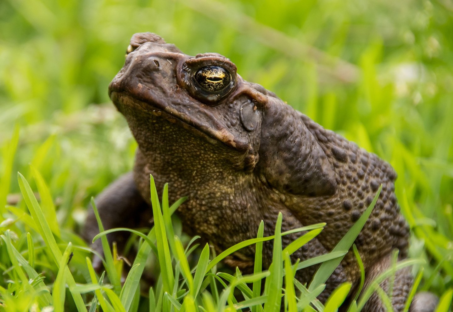 Ropucha Ropucha