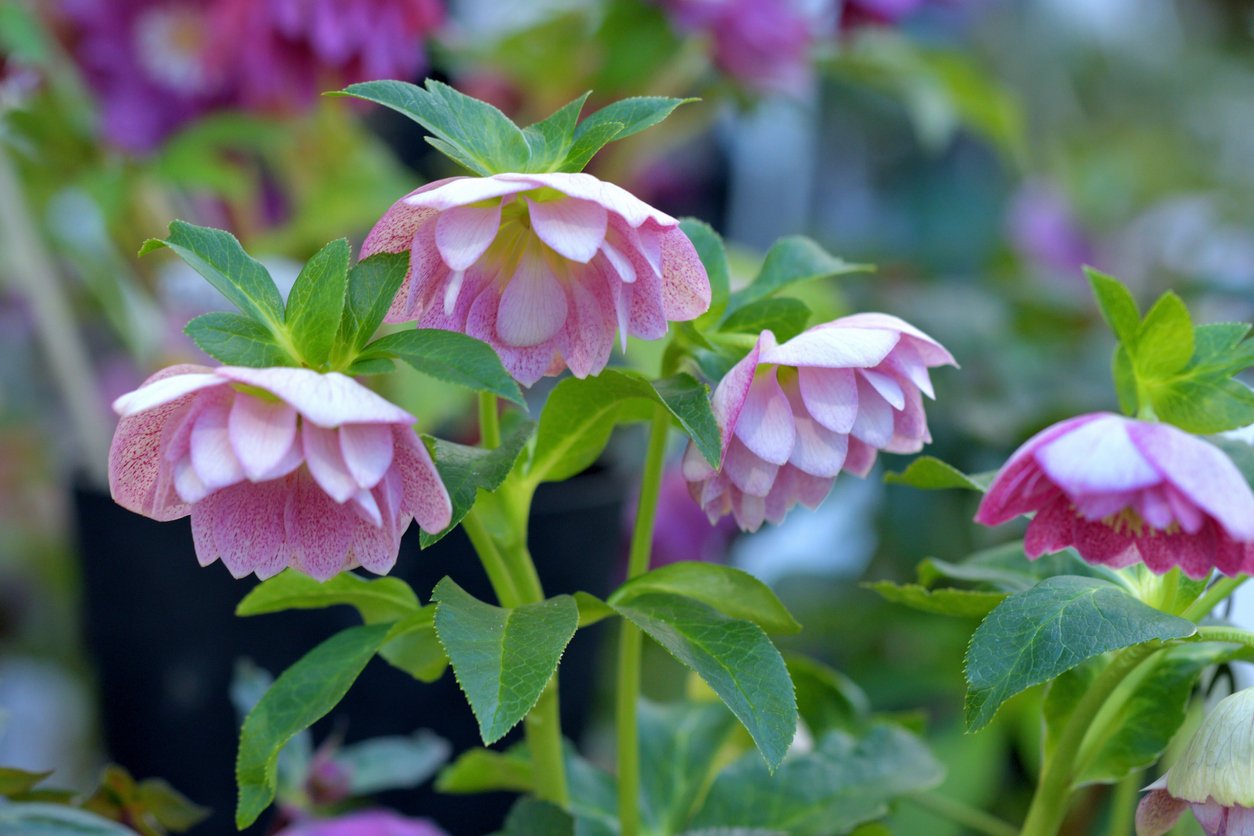 Čemeřice černá (Helleborus niger) Čemeřice černá (Helleborus niger)