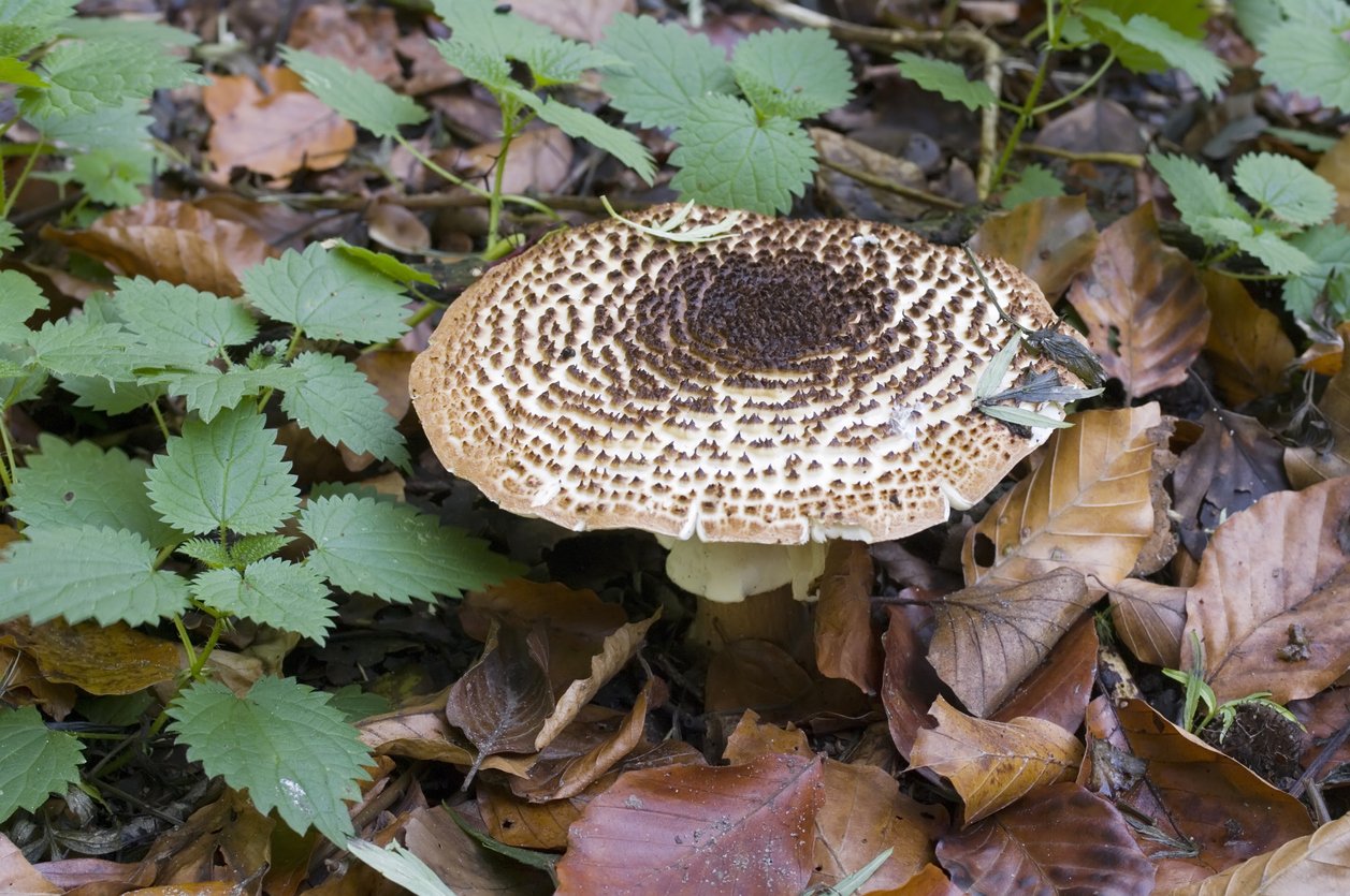 10 nejznámějších hub našich lesů: bedly ke ke sběru rozhodně nedoporučované (např. bedla ostrošupinná Lepiota aspera na snímku)) jsou podstatně menších rozměrů 10 nejznámějších hub našich lesů: bedly ke ke sběru rozhodně nedoporučované (např. bedla ostrošupinná Lepiota aspera na snímku)) jsou podstatně menších rozměrů