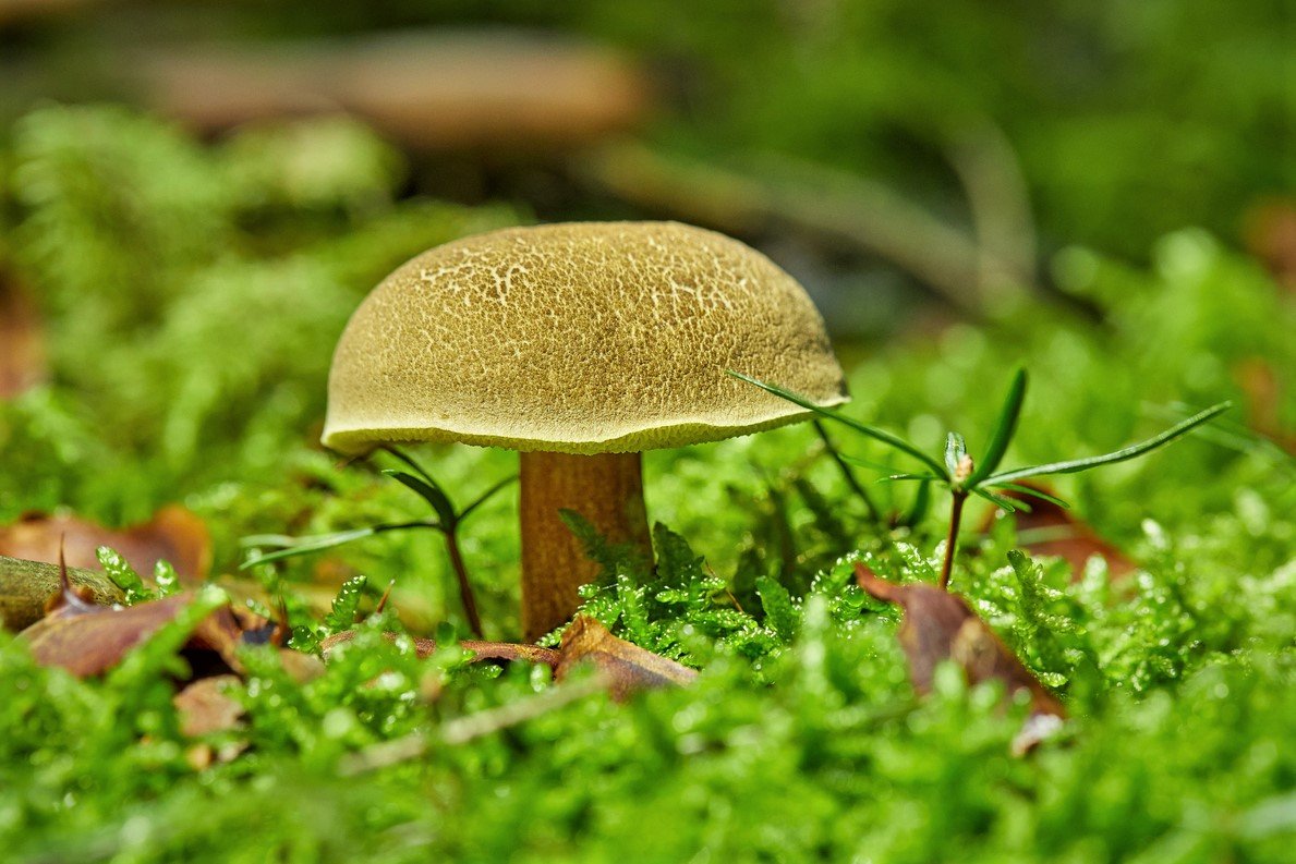 10 nejznámějších hub našich lesů: hřib žlutomasý (Xerocomus chrysenteron), lidově babka je patrně nejrozšířenější houbou 10 nejznámějších hub našich lesů: hřib žlutomasý (Xerocomus chrysenteron), lidově babka je patrně nejrozšířenější houbou