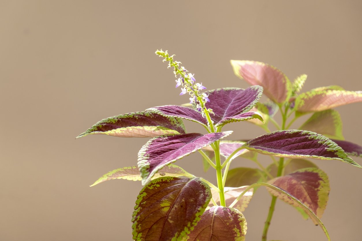 Africká kopřiva (Coleus x blumei) Africká kopřiva (Coleus x blumei)