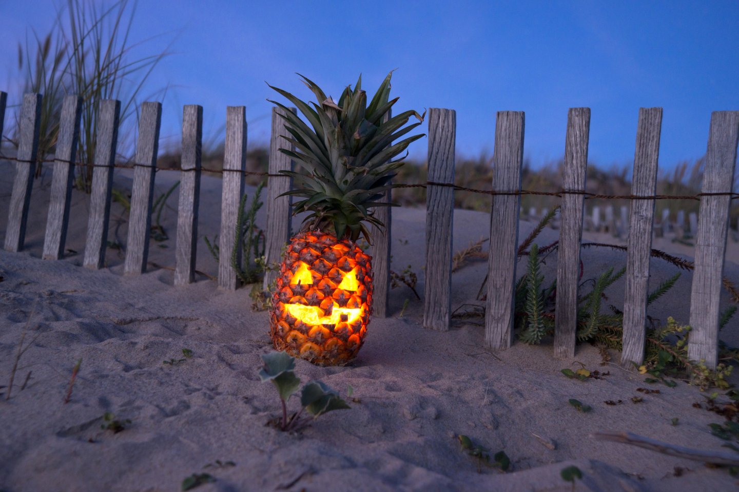 Kdo by nechtěl tropický Halloween? Kdo by nechtěl tropický Halloween?