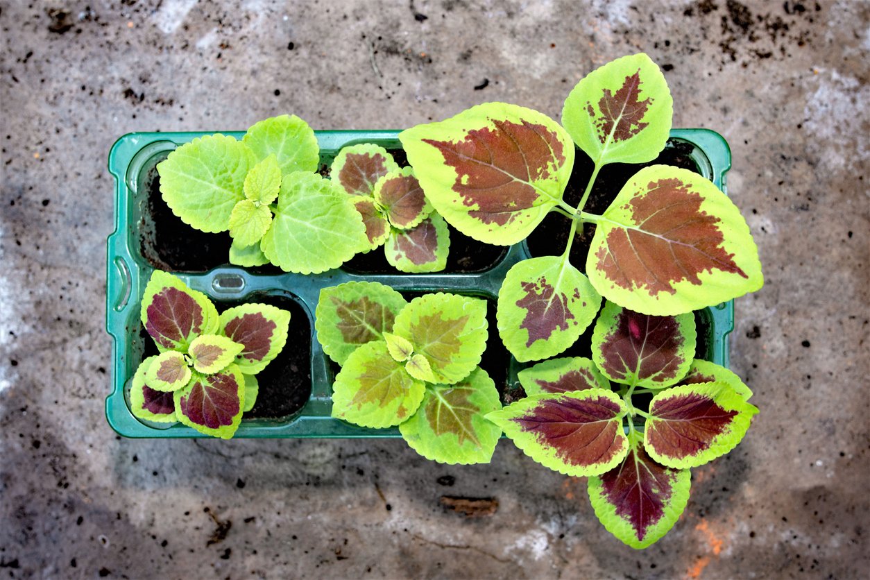 Africká kopřiva (Coleus x blumei) Africká kopřiva (Coleus x blumei)