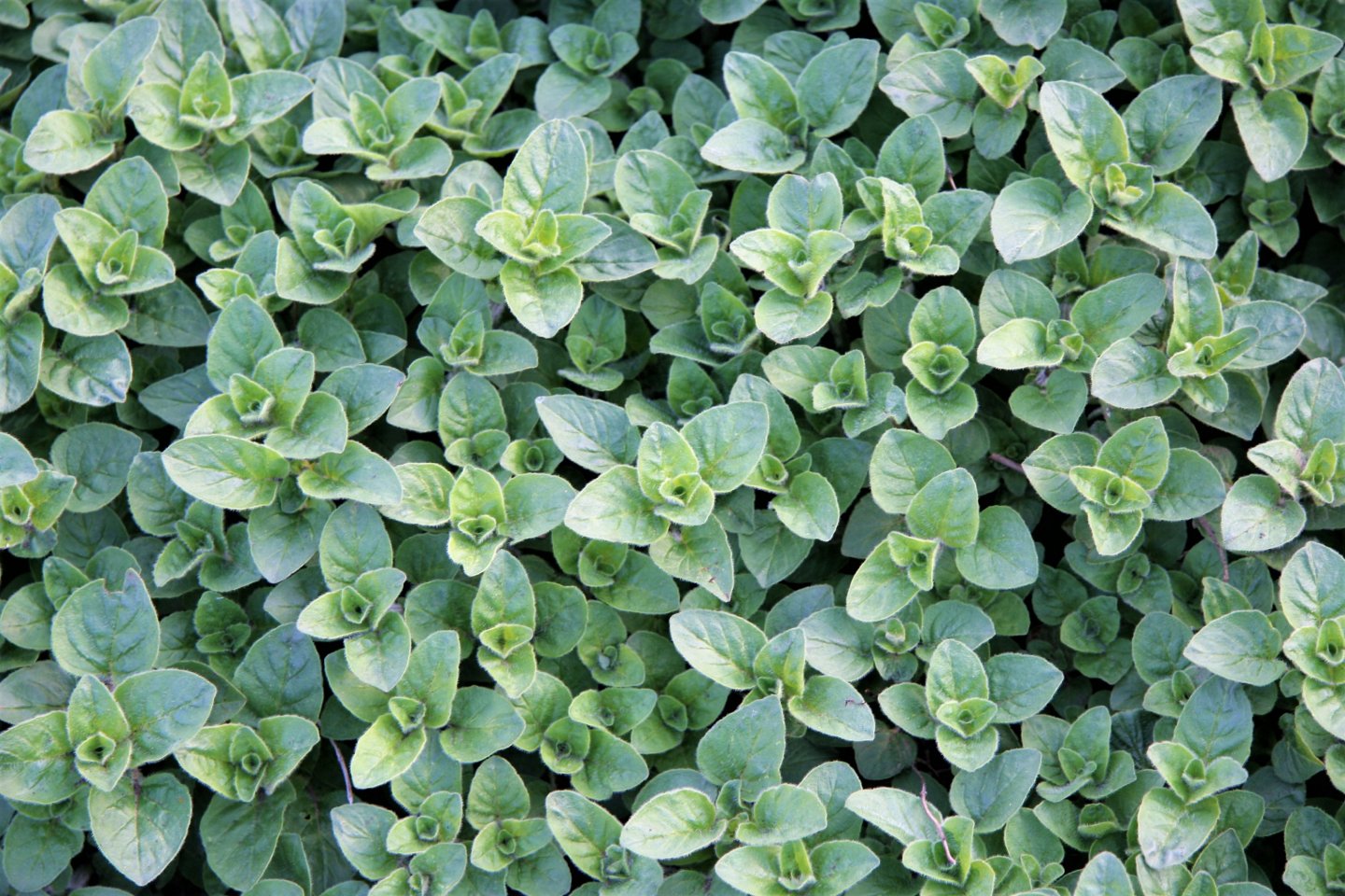 10 bylin proti podzimní depresi, únavě a stresu: dobromysl obecná (Origanum vulgare) přináší dobrou mysl, působí jako účinné přírodní antidepresivum 10 bylin proti podzimní depresi, únavě a stresu: dobromysl obecná (Origanum vulgare) přináší dobrou mysl, působí jako účinné přírodní antidepresivum